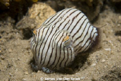 The 'Striped Pyjama Squid' (Sepioloidea lineolata) is act... by James Van Den Broek 